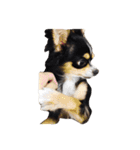 うちの家族犬（個別スタンプ：21）