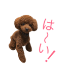 トイプードル♡コタロウ（個別スタンプ：17）