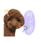 トイプードル♡コタロウ（個別スタンプ：22）
