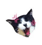 あずきさん。（個別スタンプ：3）