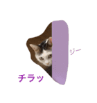 毎日使えるうりスタンプ（個別スタンプ：7）