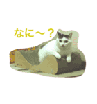 毎日使えるうりスタンプ（個別スタンプ：10）