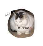 毎日使えるうりスタンプ（個別スタンプ：14）