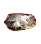 ちろっぴさん（個別スタンプ：1）
