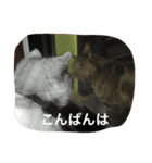 ちろっぴさん（個別スタンプ：8）