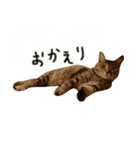 タマとミミちゃん（個別スタンプ：2）