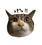 タマとミミちゃん（個別スタンプ：4）