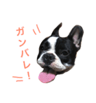 フレンチブルのモモちゃん。（個別スタンプ：23）