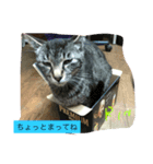 ぎんにゃあうめ（個別スタンプ：6）