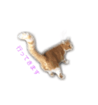 Maru Tora（個別スタンプ：5）