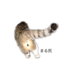 Maru Tora（個別スタンプ：6）