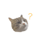 Maru Tora（個別スタンプ：8）