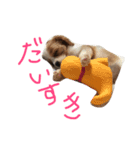 チョコたんぼ（個別スタンプ：11）