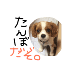 チョコたんぼ（個別スタンプ：13）