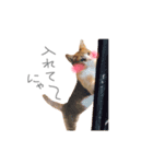 うちのこたちだけ02（個別スタンプ：2）