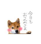 うちのこたちだけ02（個別スタンプ：8）