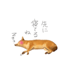 うちのこたちだけ02（個別スタンプ：12）