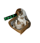 mipaupa（個別スタンプ：1）