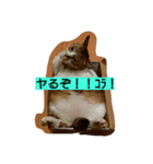 mipaupa（個別スタンプ：3）
