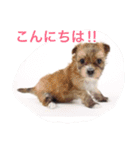 One day of a lovely dog（個別スタンプ：1）