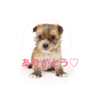 One day of a lovely dog（個別スタンプ：2）