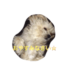 One day of a lovely dog（個別スタンプ：3）