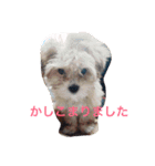 One day of a lovely dog（個別スタンプ：4）