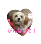 One day of a lovely dog（個別スタンプ：5）