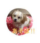 One day of a lovely dog（個別スタンプ：6）