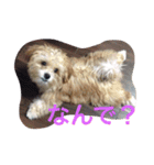 One day of a lovely dog（個別スタンプ：7）