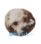 One day of a lovely dog（個別スタンプ：8）