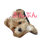 One day of a lovely dog（個別スタンプ：9）
