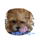 One day of a lovely dog（個別スタンプ：10）