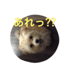 One day of a lovely dog（個別スタンプ：11）