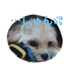 One day of a lovely dog（個別スタンプ：13）