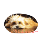 One day of a lovely dog（個別スタンプ：14）