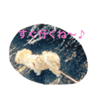 One day of a lovely dog（個別スタンプ：15）
