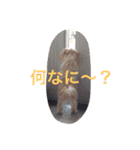 One day of a lovely dog（個別スタンプ：16）