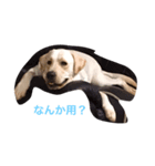 暴君ラキオ（個別スタンプ：4）