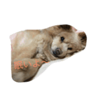 はぶたん（個別スタンプ：2）