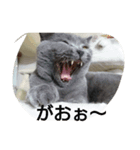 クウたろ〰️‼️（個別スタンプ：2）