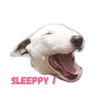 dog's emoji（個別スタンプ：1）