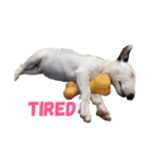 dog's emoji（個別スタンプ：4）