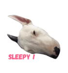 dog's emoji（個別スタンプ：5）