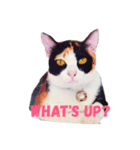 dog's emoji（個別スタンプ：7）