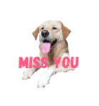 dog's emoji（個別スタンプ：8）
