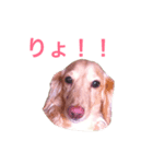 クーのスタンプ時々カイ（個別スタンプ：7）