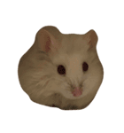 bb hamster（個別スタンプ：1）