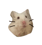 bb hamster（個別スタンプ：2）