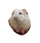 bb hamster（個別スタンプ：3）